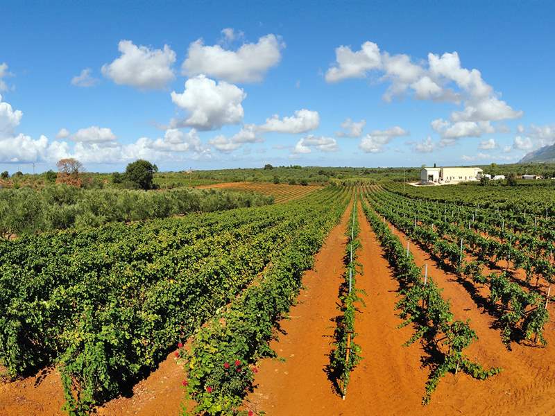 The Panagiotopoulos vineyard